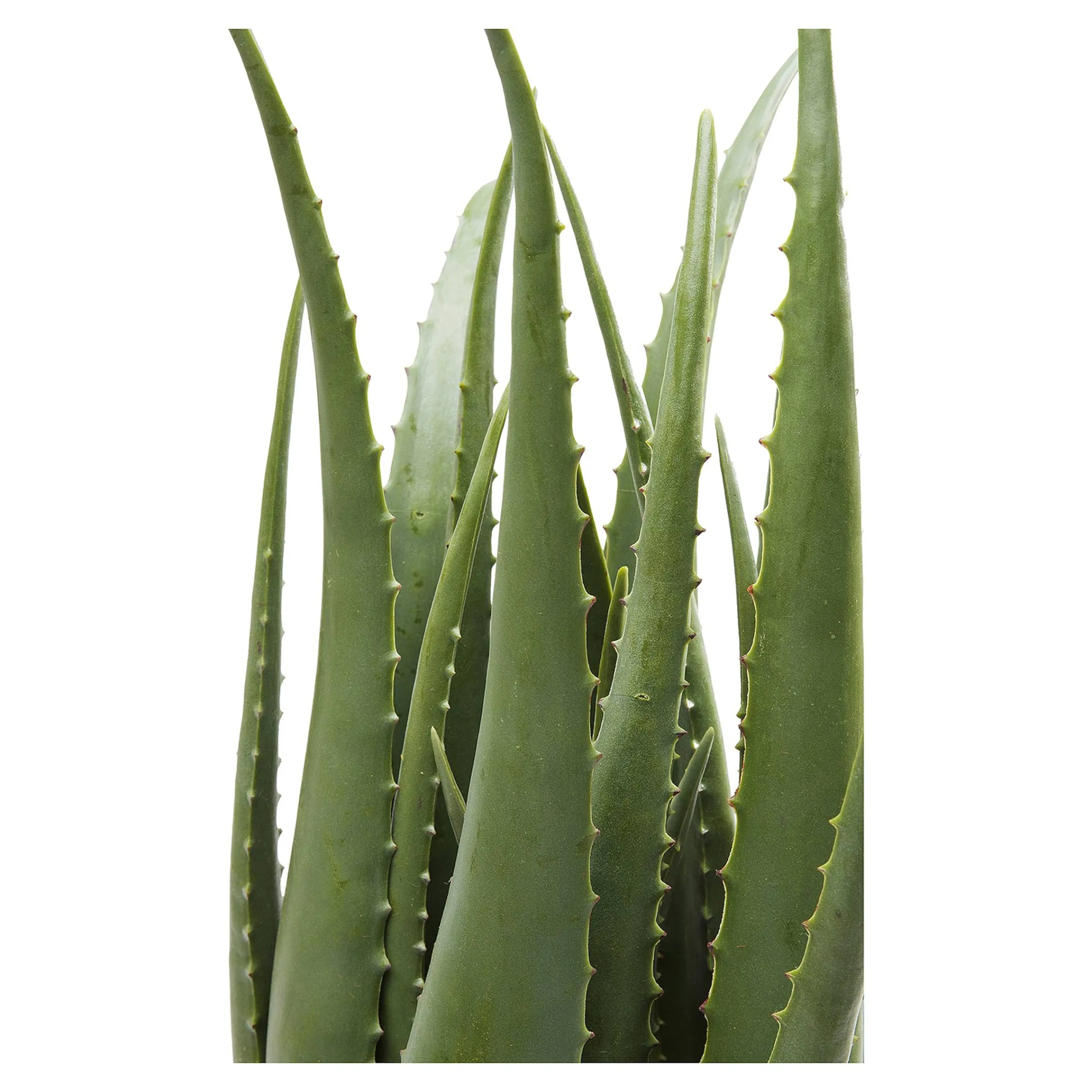 Depot Geschenkideen^Kare Kunstpflanze Aloe Im Topf
