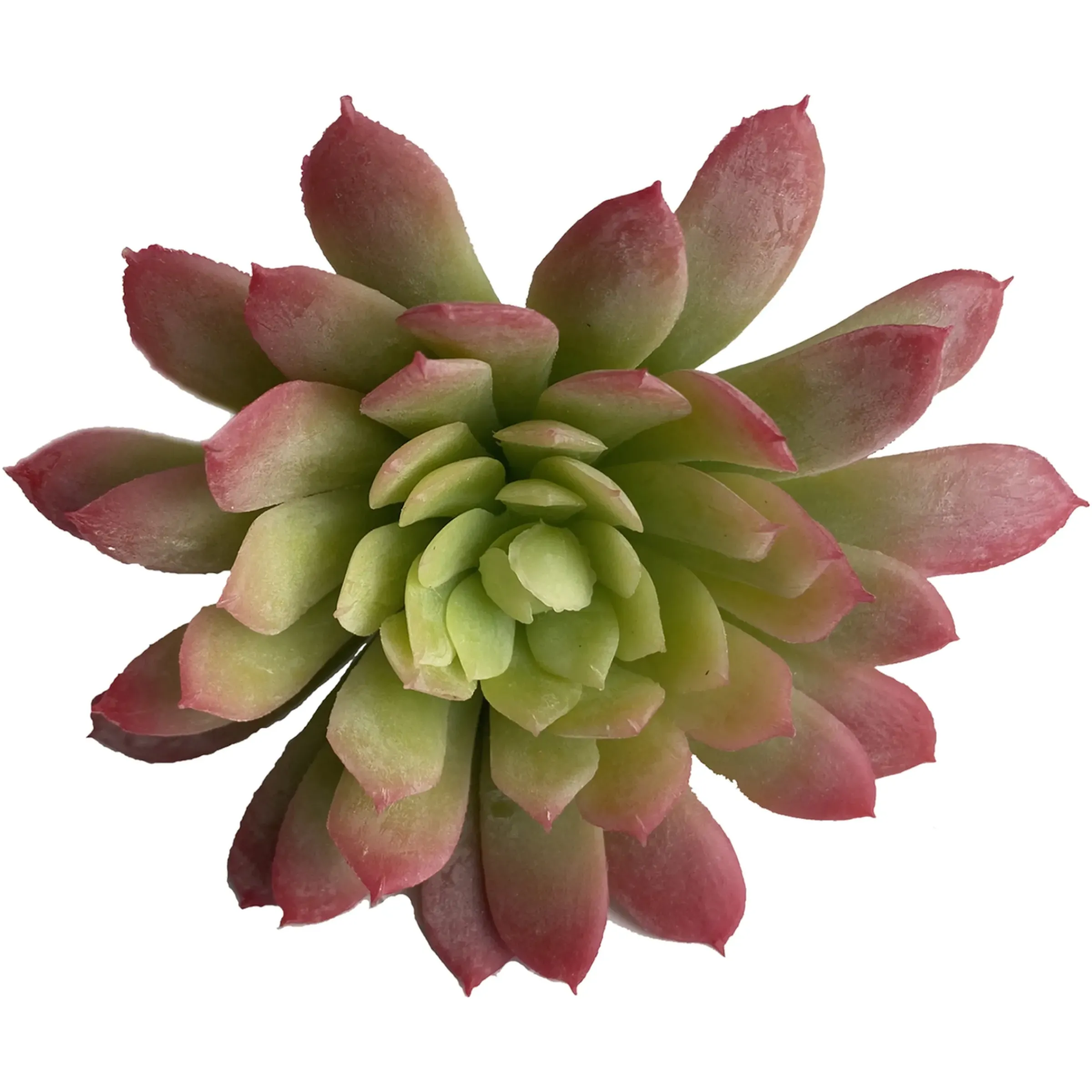 Depot Kunst-Blumenpick Sukkulente> Einzelblumen & Zweige