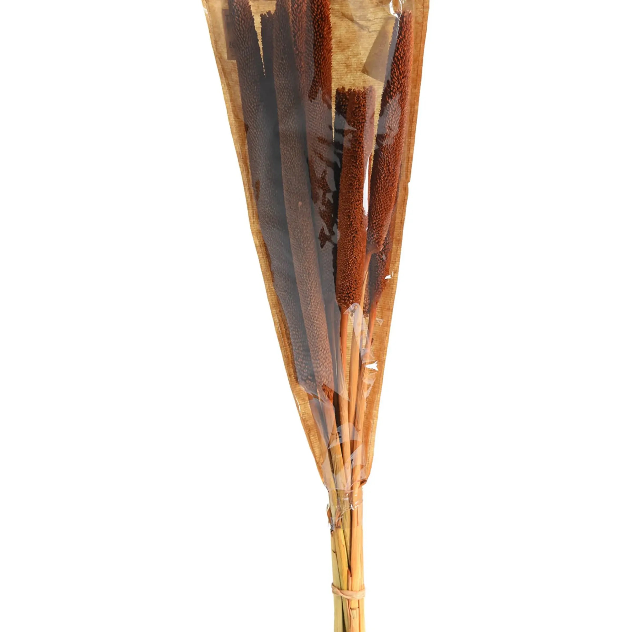 Depot Trockenblume Babla> Einzelblumen & Zweige