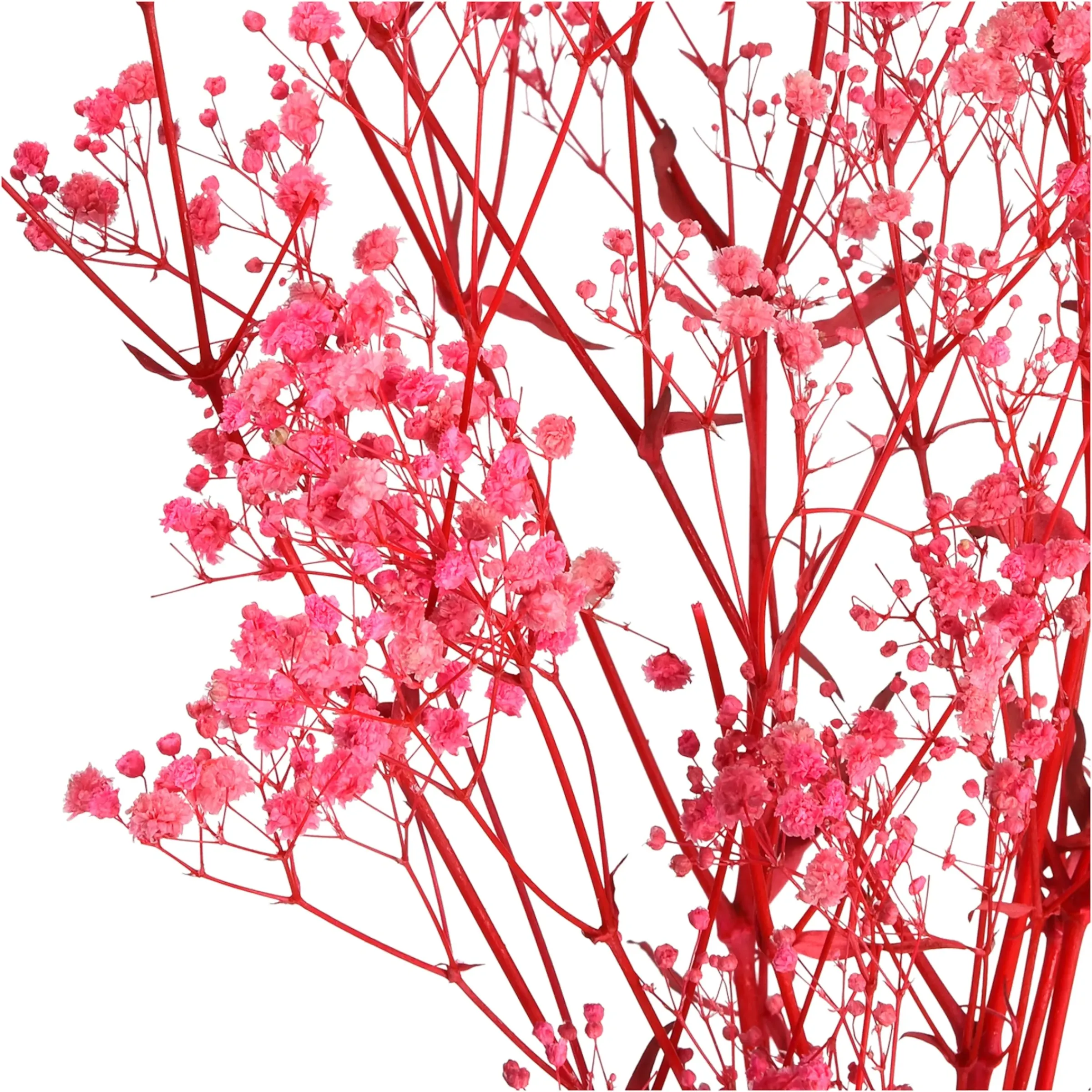 Depot Trockenblume Gypsophilia> Einzelblumen & Zweige