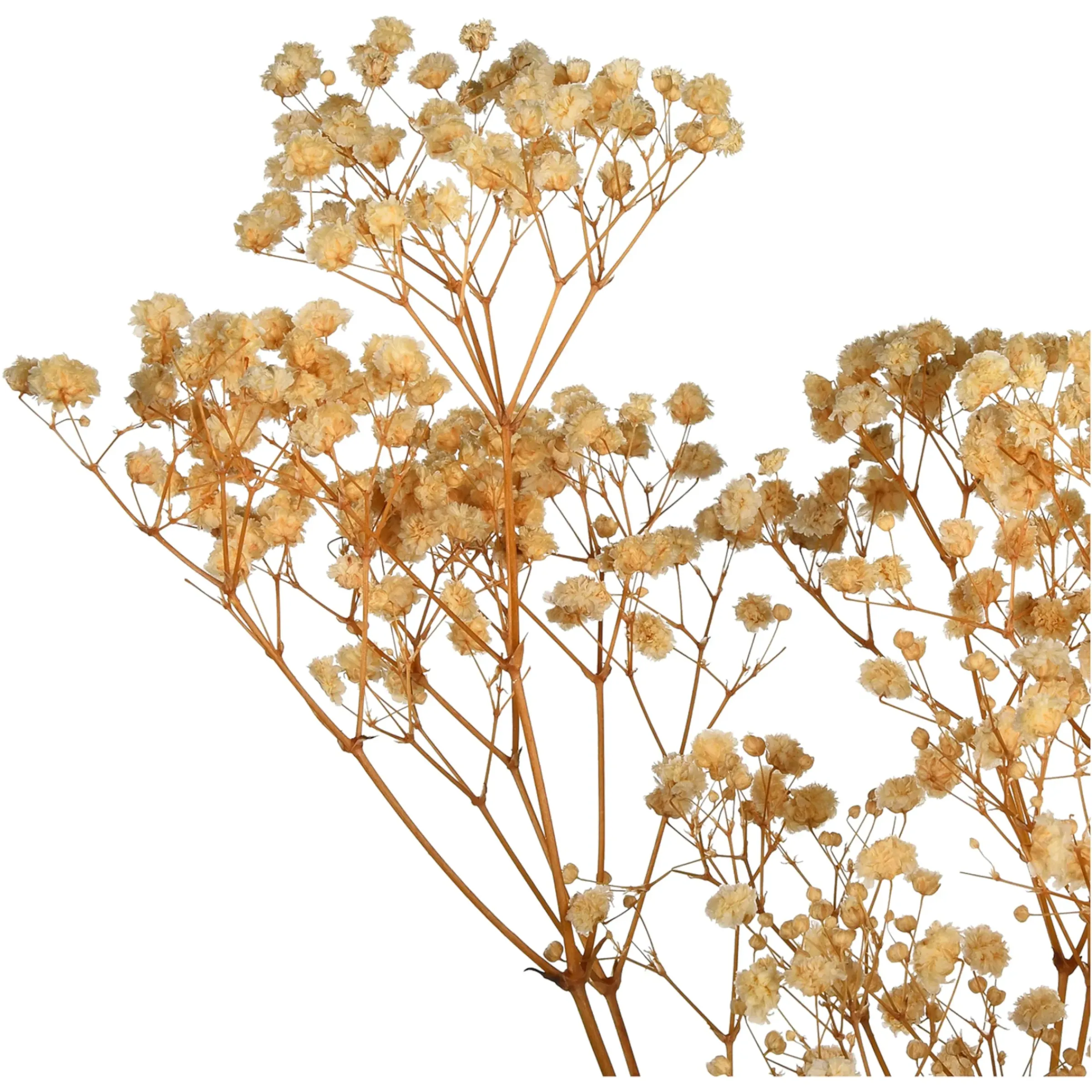 Depot Trockenblume Gypsophilia> Einzelblumen & Zweige