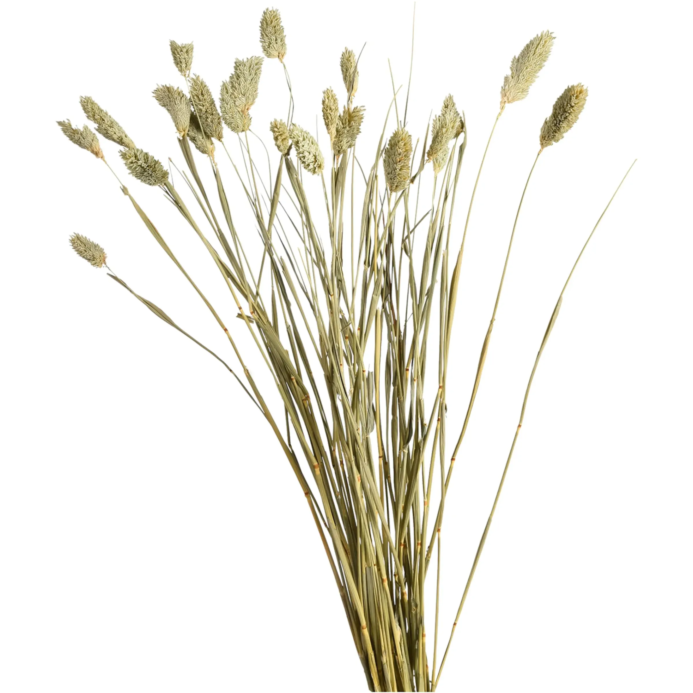 Depot Trockenblume Kanarienvogel> Einzelblumen & Zweige