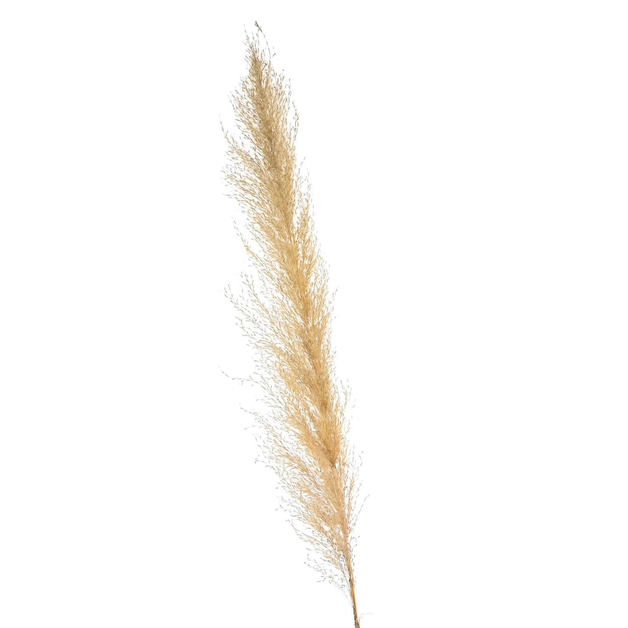 Depot Geschenkideen^Trockenblume Pampasgras