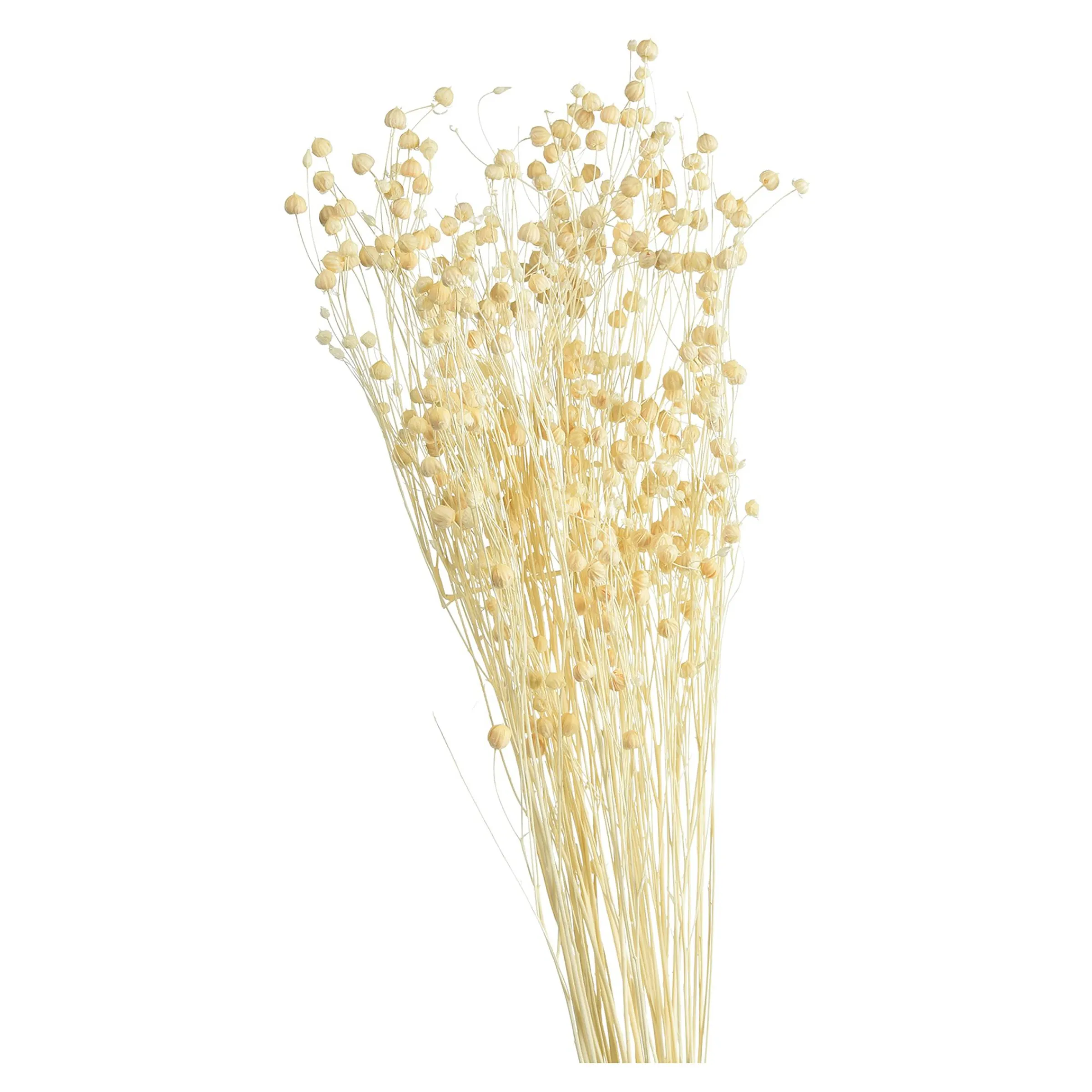 Depot Geschenkideen^Trockenblume Paternostererbse