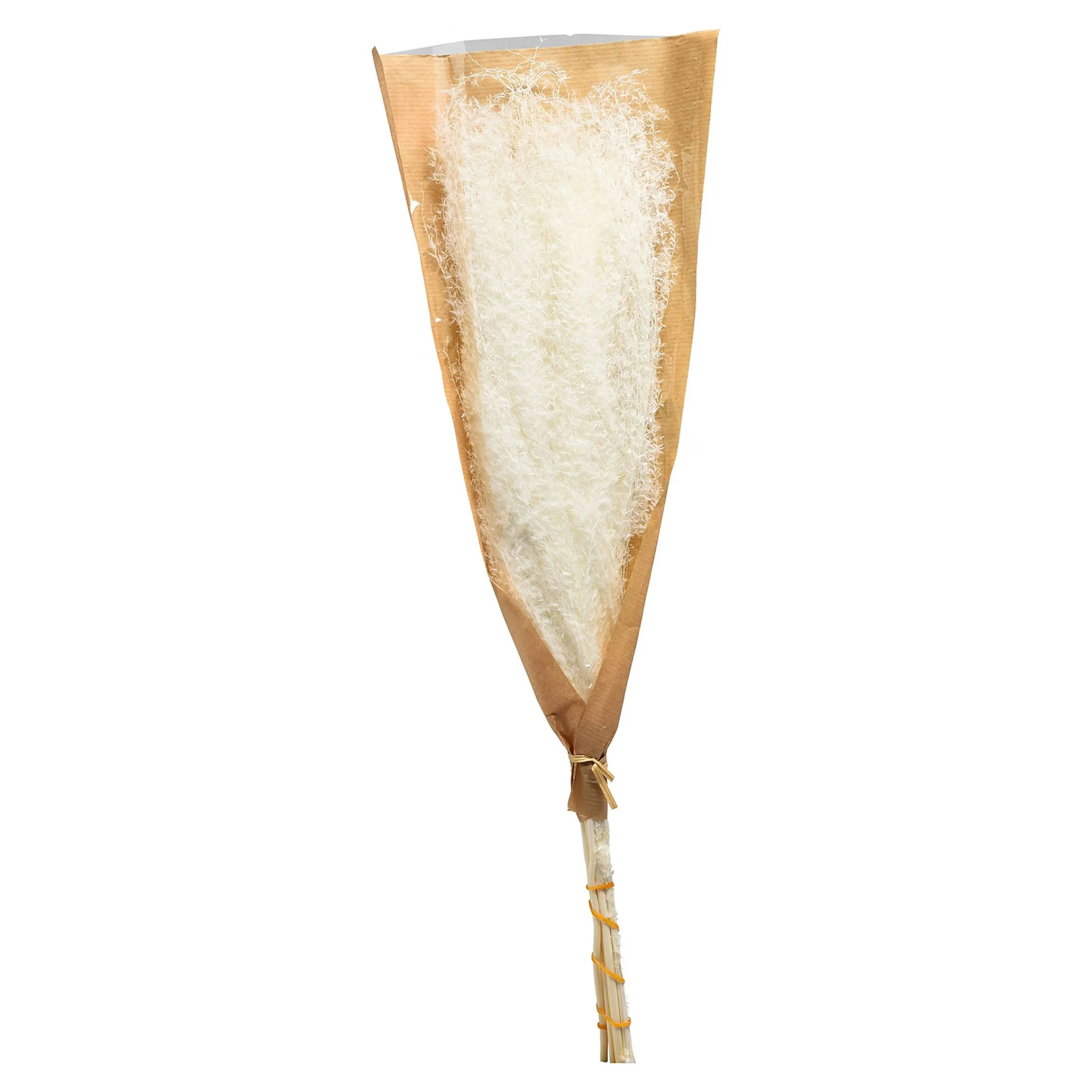 Depot Geschenkideen^Trockenblume Schilf