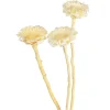Depot Trockenblumen Proteablute> Einzelblumen & Zweige