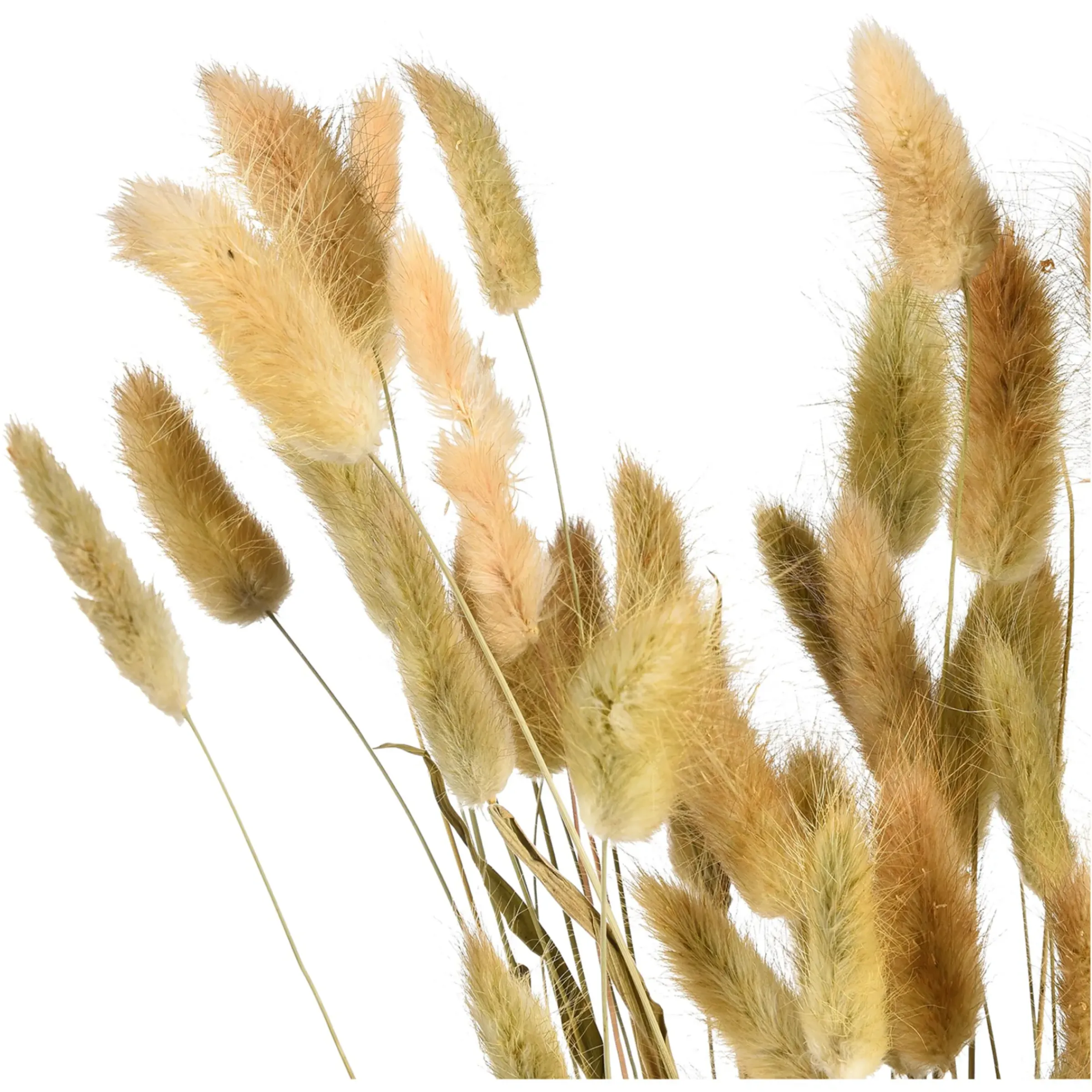 Depot Trockenblumenbund Samtgras> Einzelblumen & Zweige