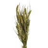 Depot Trockenblumen-Bundel Setaria> Einzelblumen & Zweige