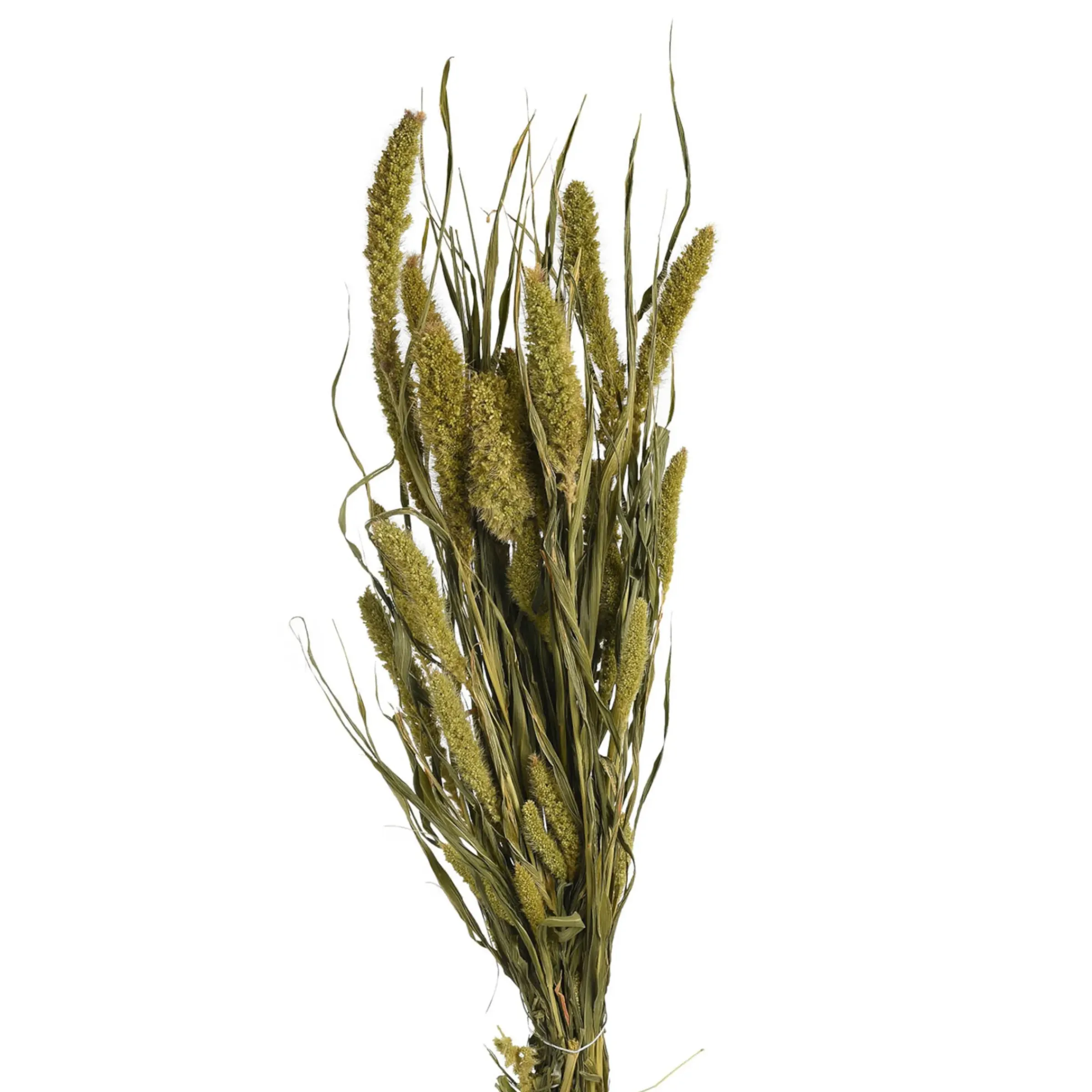Depot Trockenblumen-Bundel Setaria> Einzelblumen & Zweige