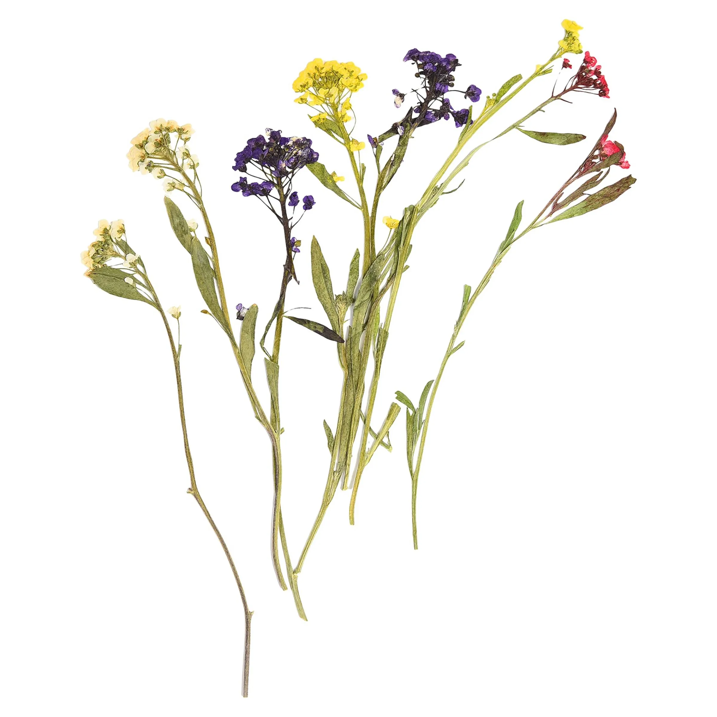 Depot Geschenk-Deko^Trockenbluten Stielblutenmix, Gepresst