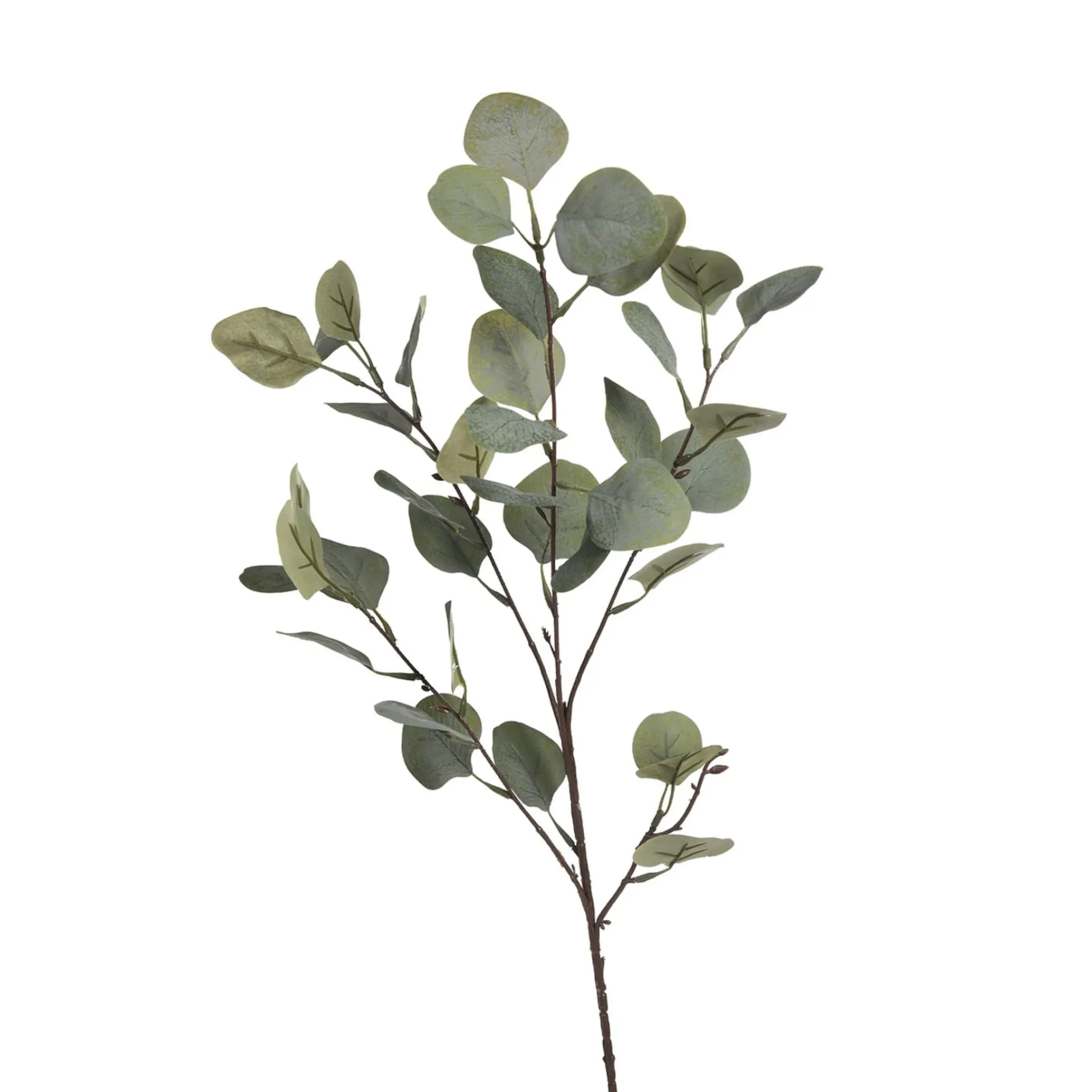 Depot Zweig Eukalyptus Ca.73Cm> Einzelblumen & Zweige
